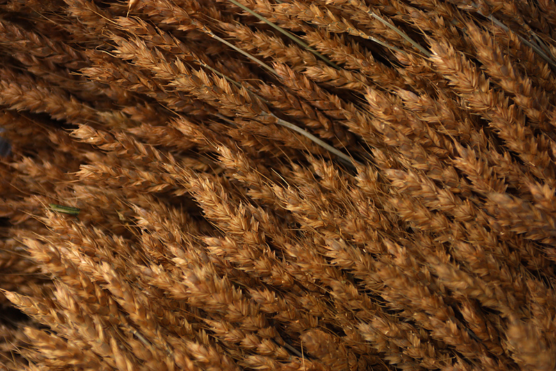 storing grains for long term use