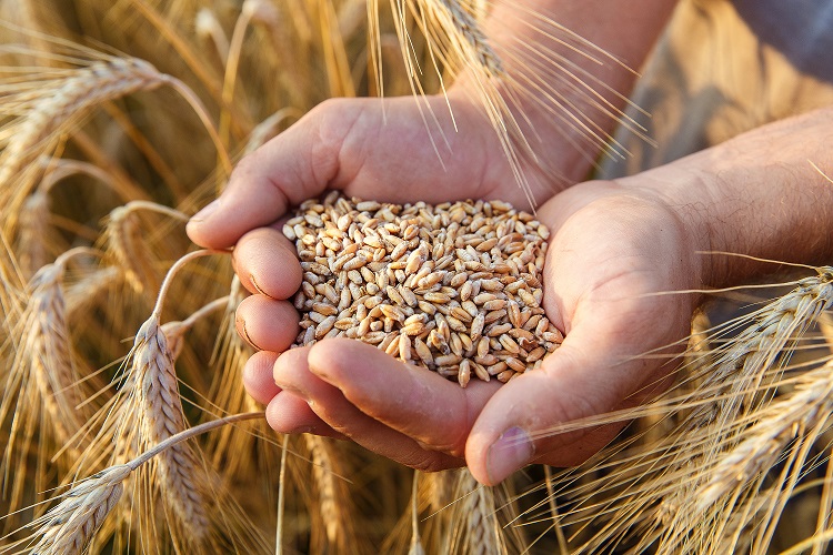Why Should I Store Wheat and Grains?