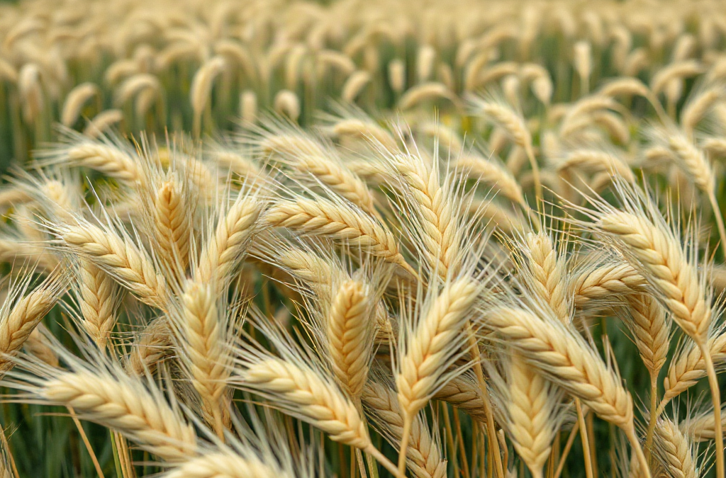 Wheat fields and regional storage climate differences